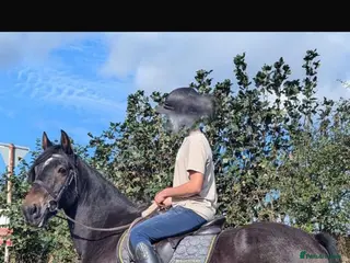 Other Breed horses 15.3h Bay gelding allrounder - Advert 1