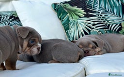 English Bulldog dogs for sale: Champion Bloodlines KC British Bulldogs - Image 12