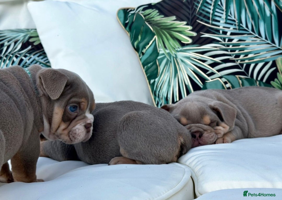 English Bulldog dogs for sale: Champion Bloodlines KC British Bulldogs - Image 12