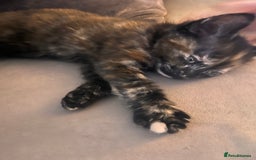 Mixed Breed cats for sale: Female kitten  - Image 4