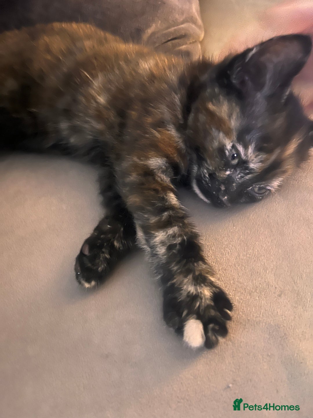 Mixed Breed cats for sale: Female kitten  - Image 4