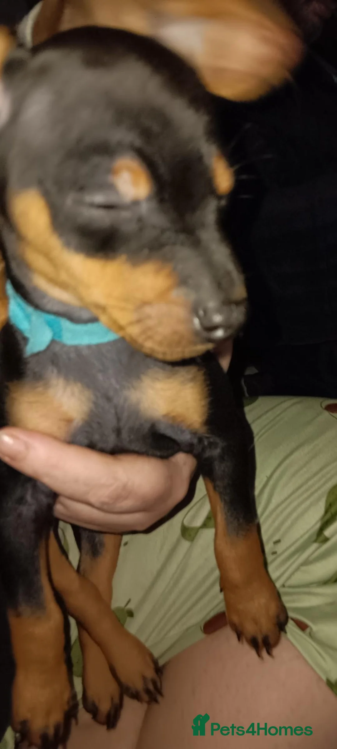 Miniature Pinscher dogs for sale: Pure breed Miniature Pinschers for sale  - Advert 40