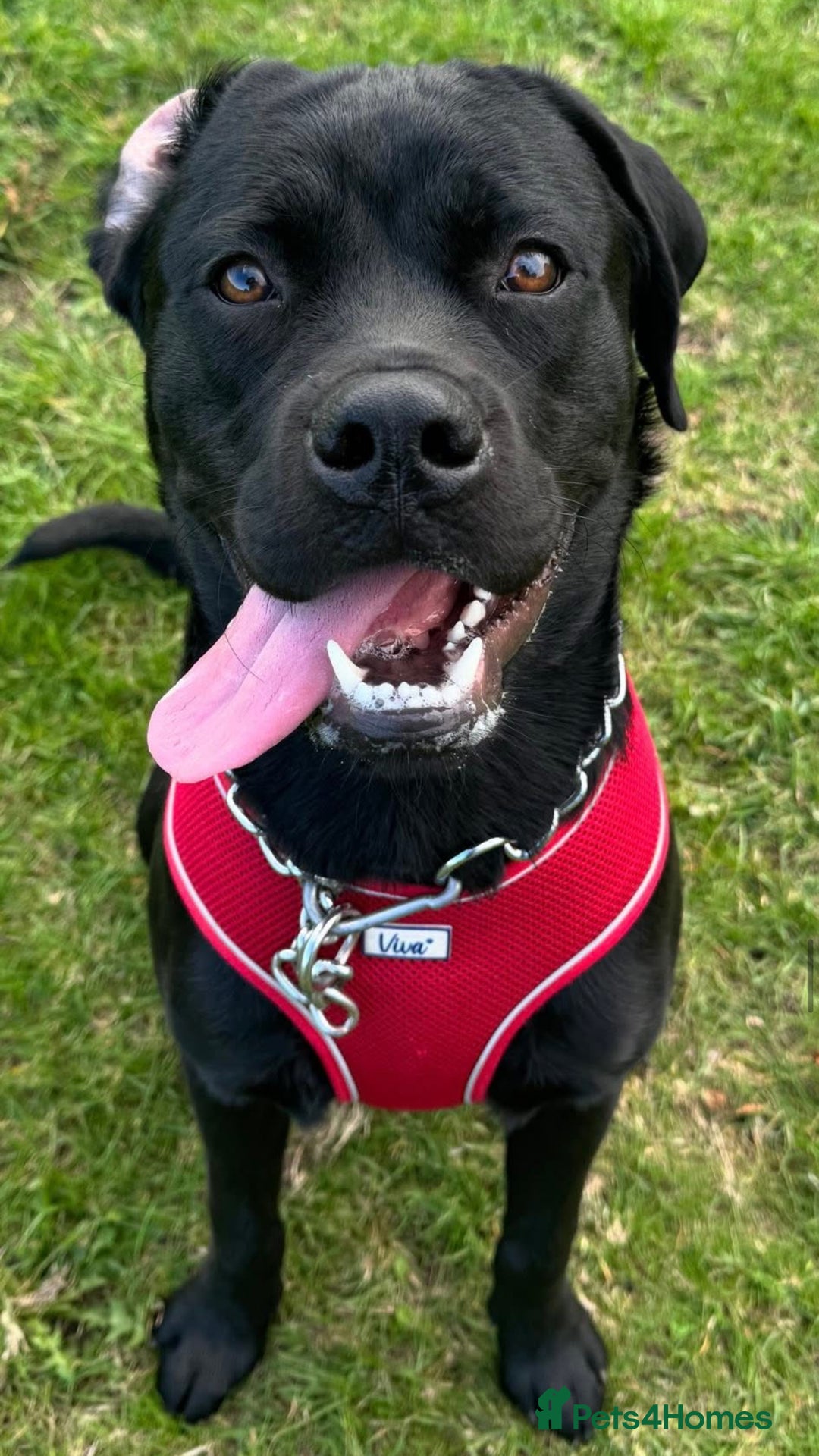 Mixed Breed dogs for stud: Rottweiler cross lab for stud  - Advert 5