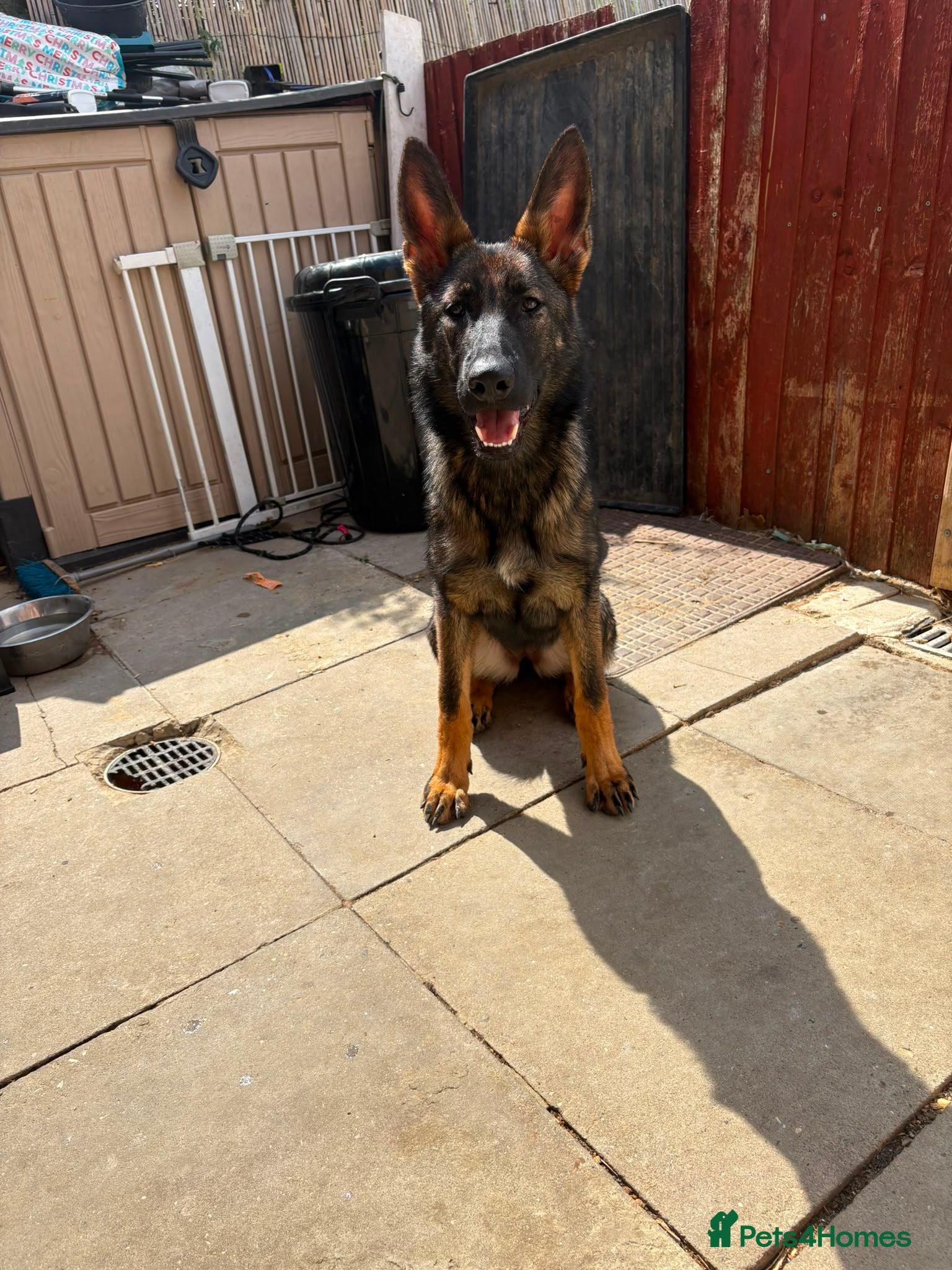 German Shepherd dogs Kc reg German Shepherd female  - Advert 7