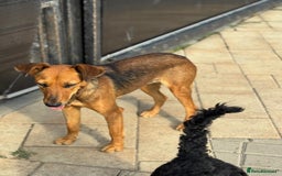 Mixed Breed dogs for adoption: Our lovely Angie, available for cuddles - Image 11