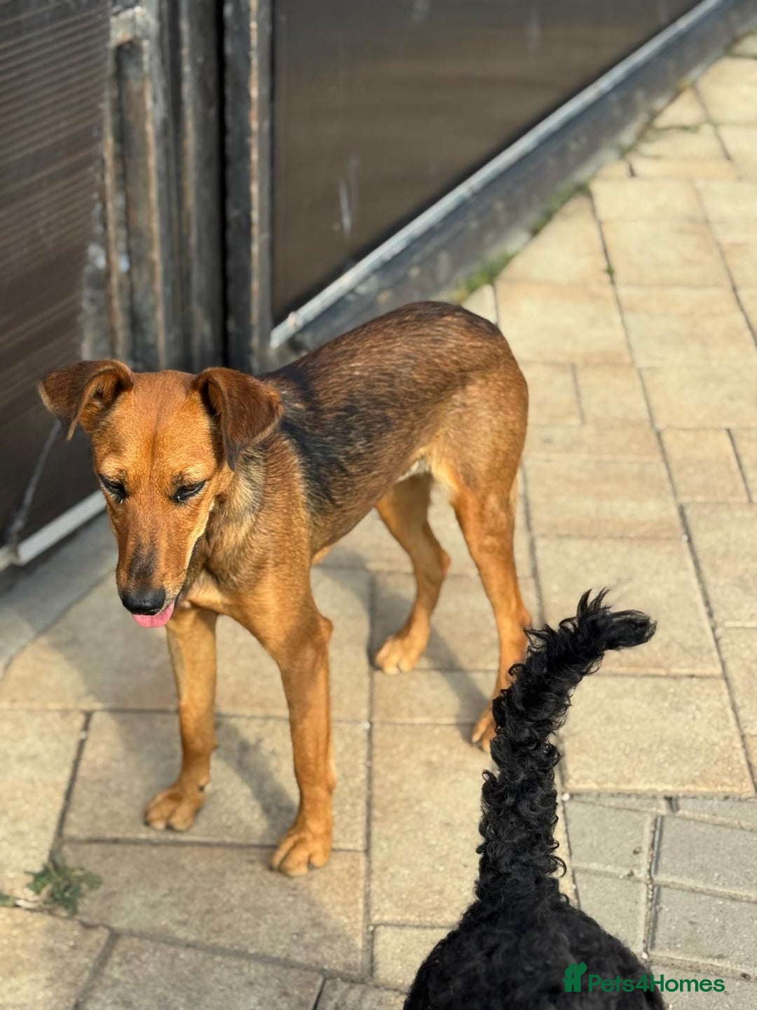 Mixed Breed dogs for adoption: Our lovely Angie, available for cuddles - Image 11