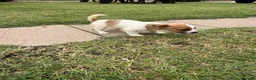 Mixed Breed dogs for sale: Beautiful Jack Russell puppies.  - Advert 4