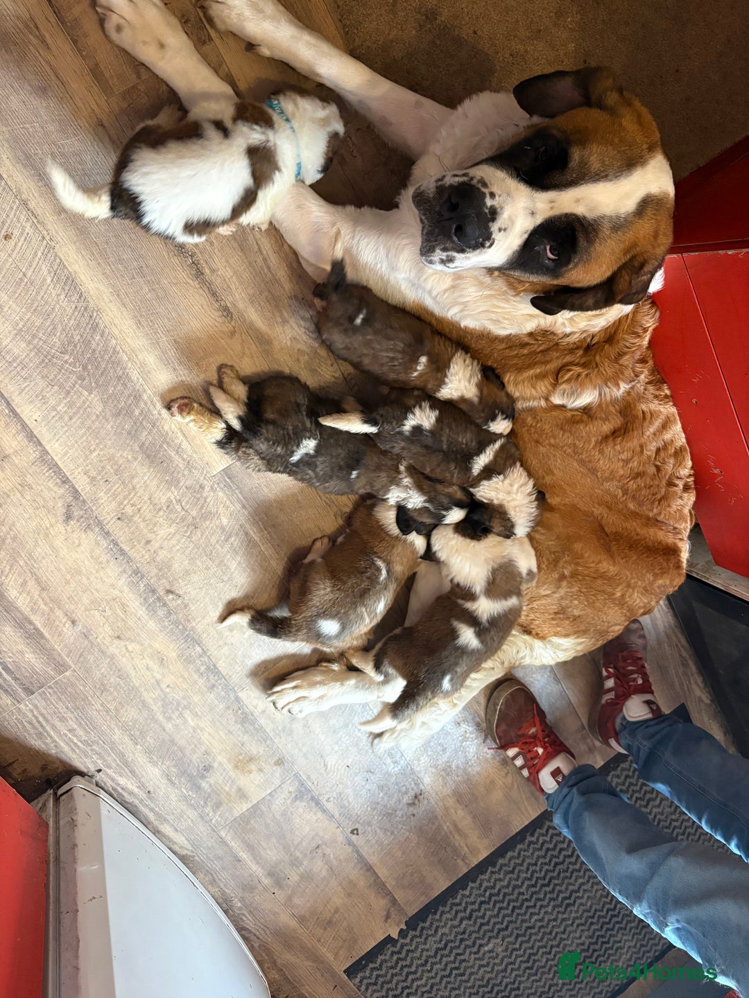 Saint Bernard dogs for sale: Saint Bernard  - Image 1