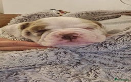 Olde English Bulldogge dogs for stud: OEB 🐶⭐️DEL~BOY ⭐️🐶 First time Stud  - Image 3