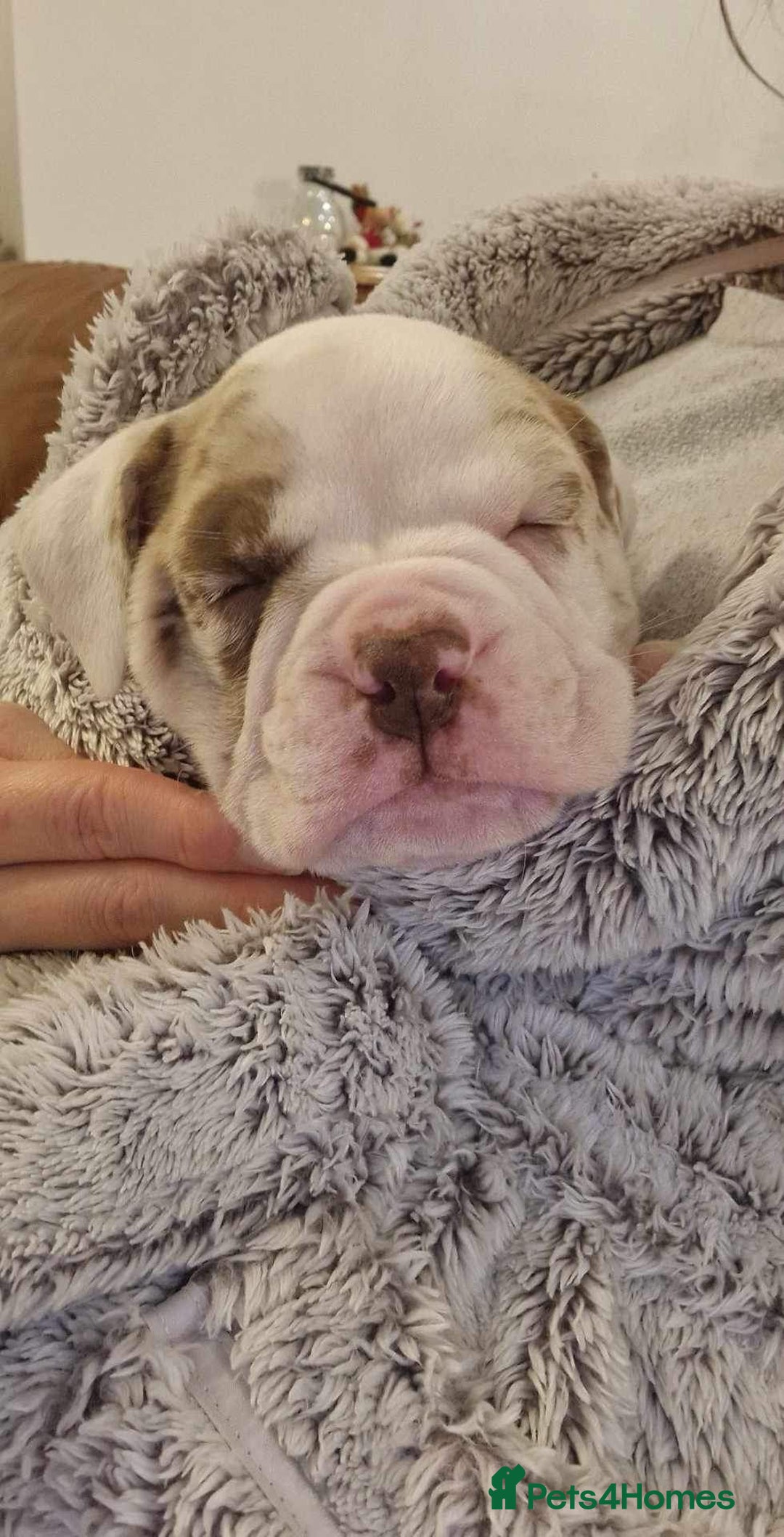 Olde English Bulldogge dogs for stud: OEB 🐶⭐️DEL~BOY ⭐️🐶 First time Stud  - Image 3
