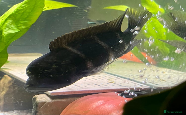 Cichlids fish - Advert 7