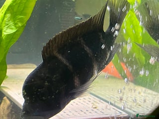 Cichlids fish Frontosa Cichlid for sale - Advert 17