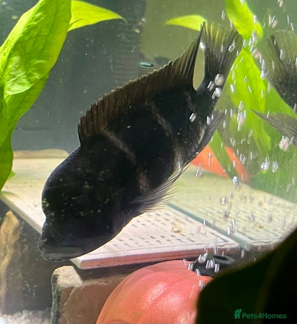 Cichlids fish - Advert 4