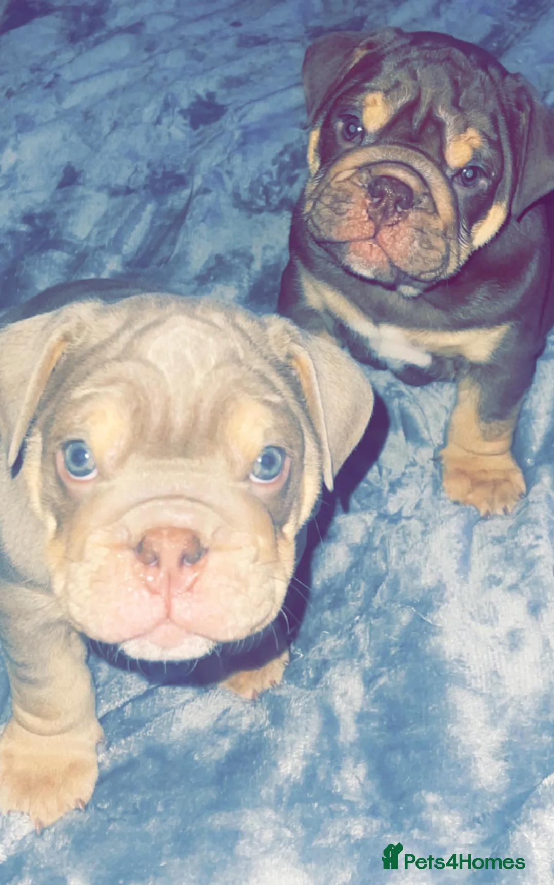 English Bulldog dogs for stud: Sons of king nemesis & epic bully (darling) in Southampton - Advert 19