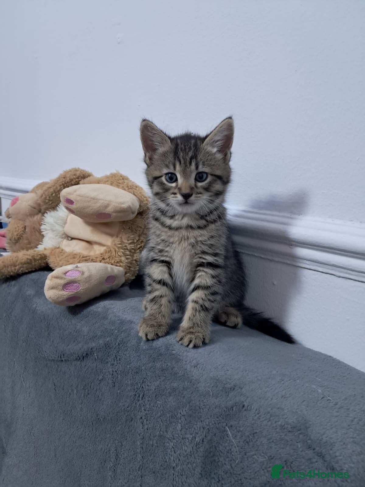 Mixed Breed cats Male Kitten maine coon x bengal  - Advert 16