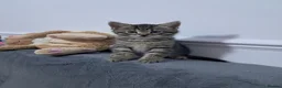 Mixed Breed cats for sale: Male Kitten - Advert 2