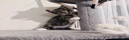 Mixed Breed cats for sale: Young mix tabby kitten - Advert 4
