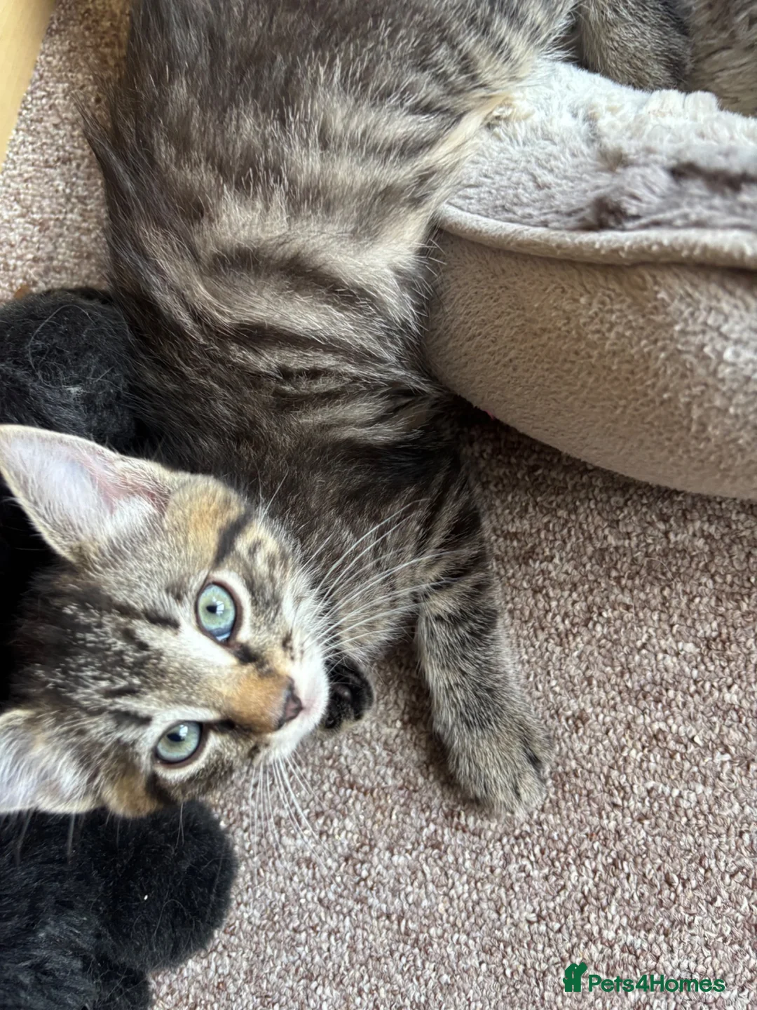 Ragdoll cats for sale: Ragdoll cross kittens  in Calne - Advert 5