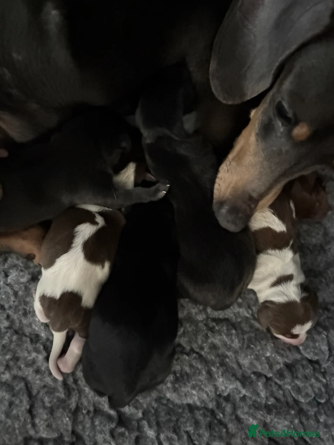 Dachshund dogs for sale: Two dachshund cross boys  - Advert 2