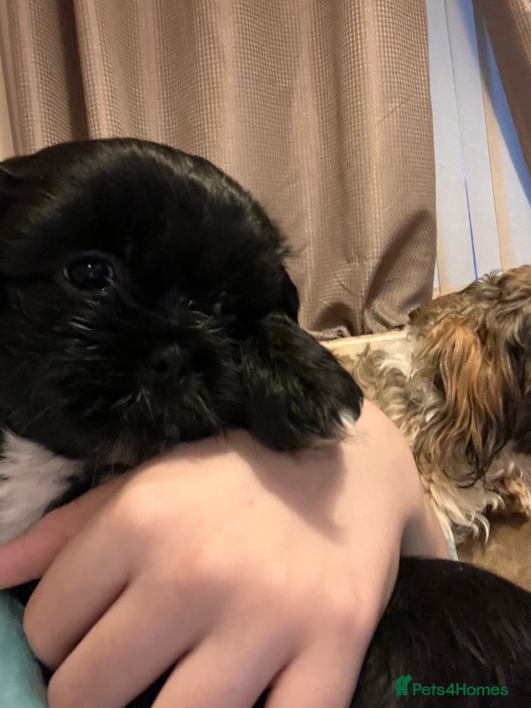 Shorkie dogs for sale: Shorkie puppy’s ready to leave  - Image 3