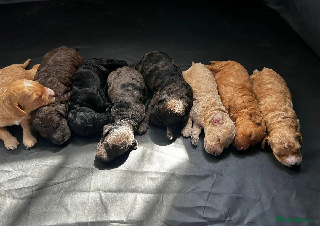 Miniature Poodle dogs for stud: Chocolate Phantom Merle Mini Poodle Stud in Ringwood - Advert 12