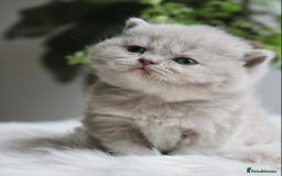 British Shorthair cats for sale: Loving British Blues!!! - Image 2