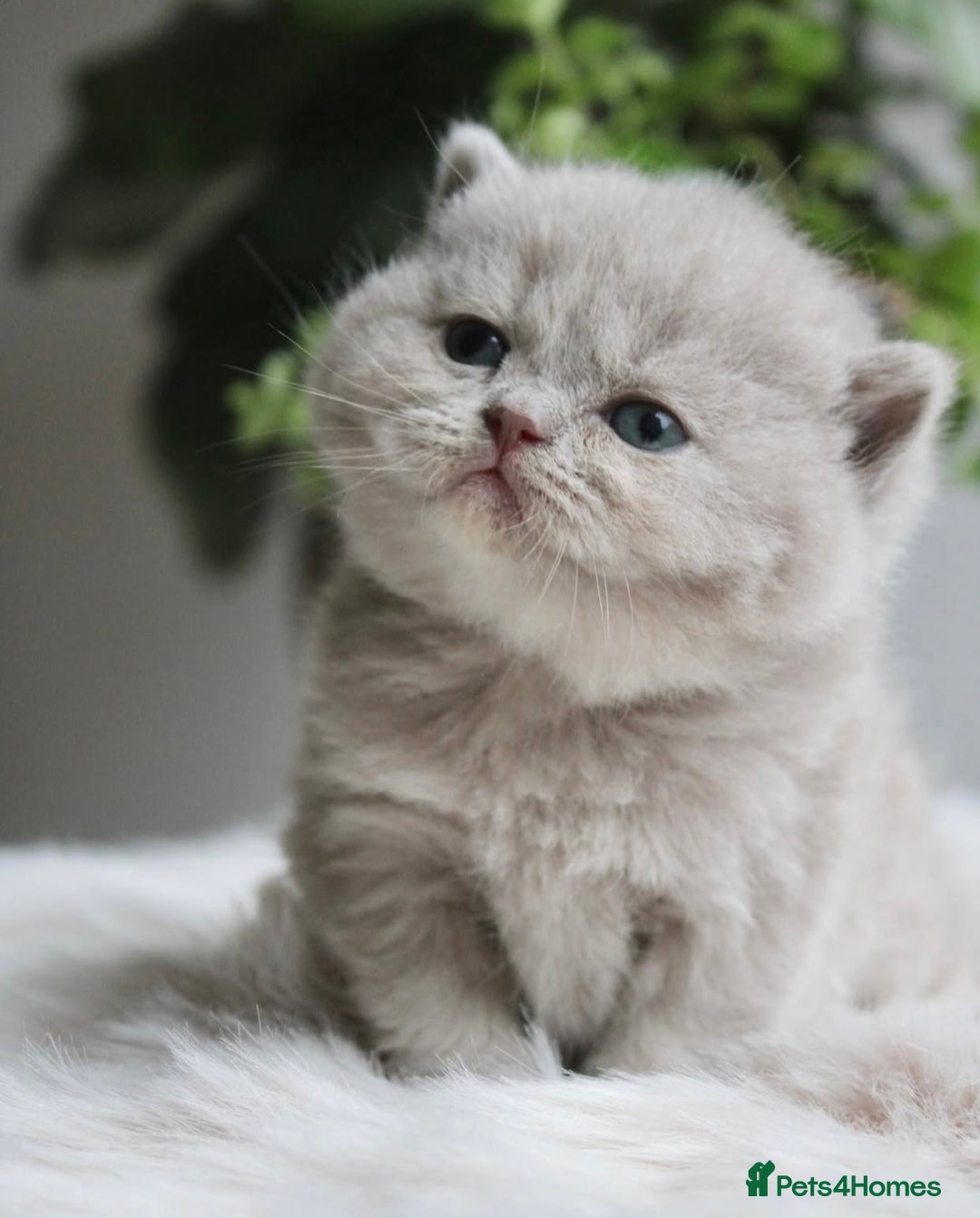 British Shorthair cats for sale: Loving British Blues!!! - Image 2