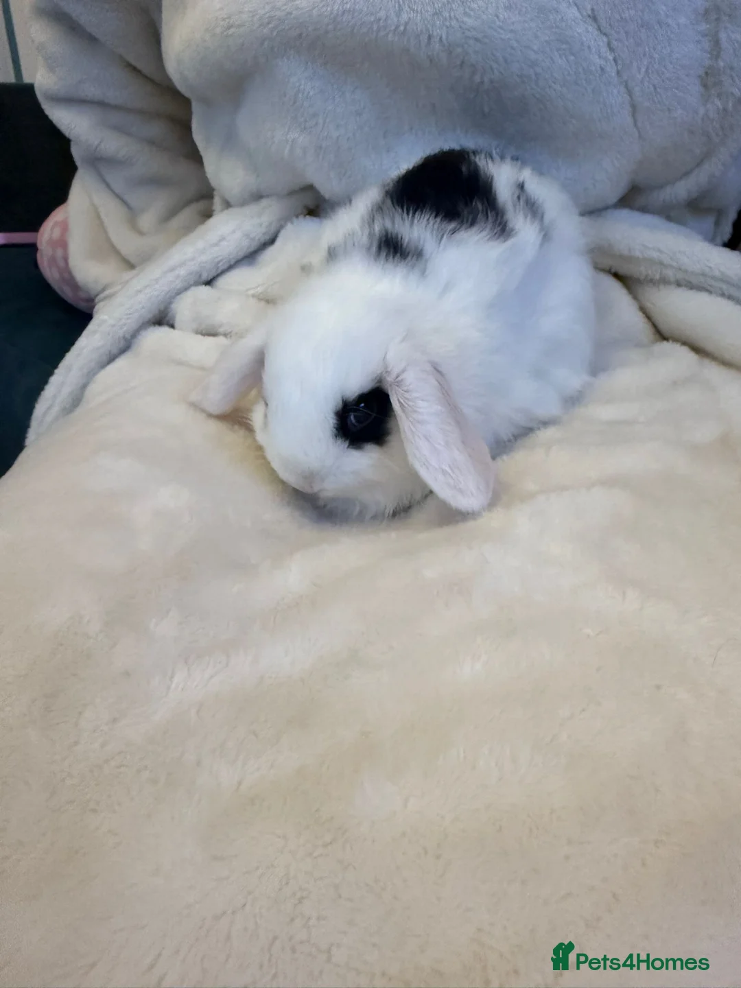 Mini Lop rabbits for sale: Gorgeous mini lop baby rabbits  - Advert 4