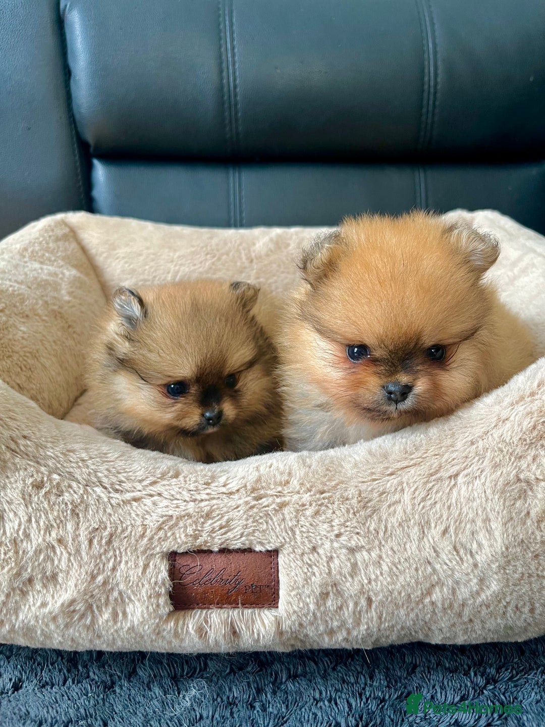 Pomeranian dogs for sale: 💎 Golden Colour Very Small Teddy Face 💎 - Image 4