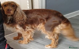 Cocker Spaniel dogs for sale: 3Beautiful show type cocker spaniels 💕♥️ 💙💕 - Image 26