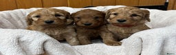 Cockapoo dogs for sale: Stunning Cockapoos Puppies DNA tested parents  - Advert 4