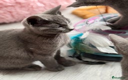 Russian Blue cats for sale: GCCF RUSSIAN BLUE KITTENS  💙🩷🐾 in Manchester - Image 12