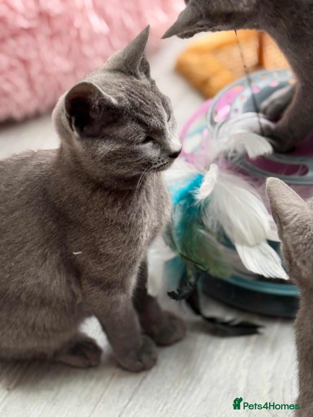 Russian Blue cats for sale: GCCF RUSSIAN BLUE KITTENS  💙🩷🐾 in Manchester - Image 12