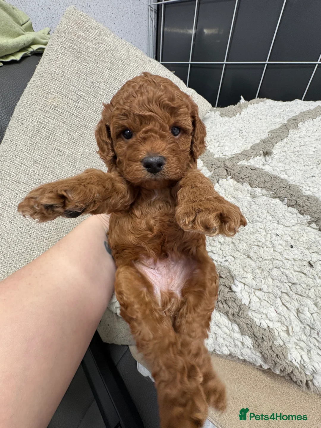 Cavapoo dogs for sale: Waiting list extensively health tested toy cavapoo - Advert 12