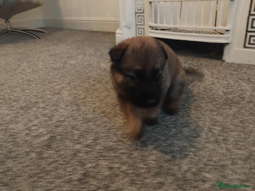 German Shepherd dogs for sale: German shepherd Puppies - Advert 22