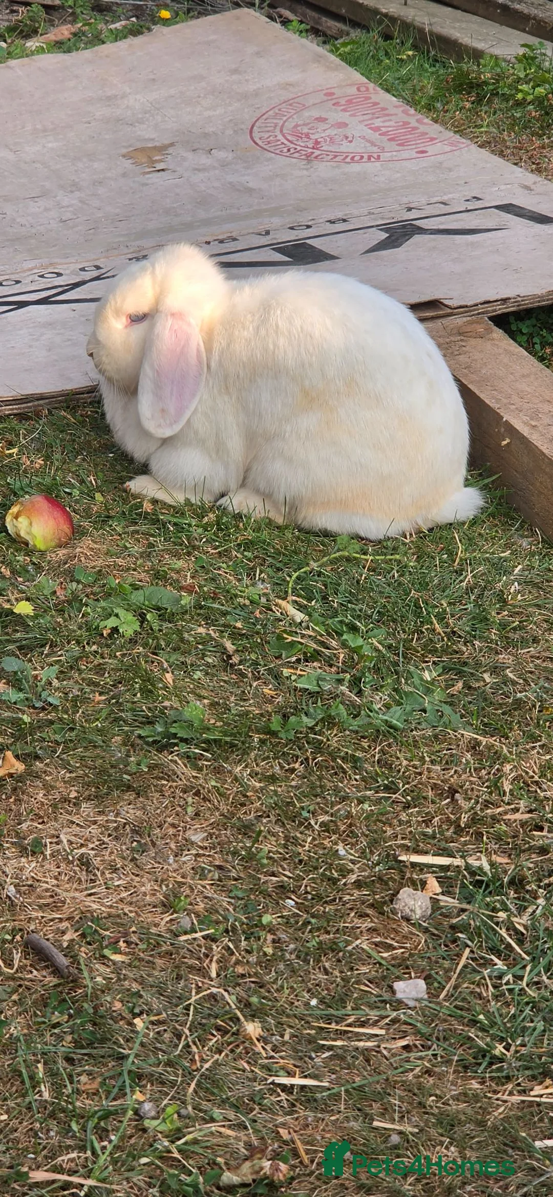 Mini Lop rabbits for sale: Lop rabbits are sister in Halesowen - Advert 1