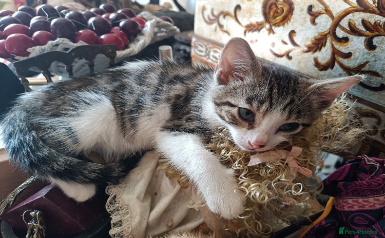 Domestic Shorthair cats - Advert 3