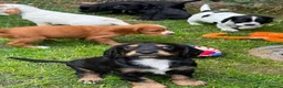 Cocker Spaniel dogs for sale: Beautiful Cocker spaniel puppies  - Advert 10