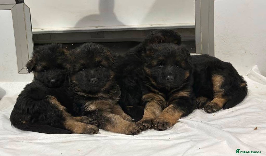 German Shepherd dogs for sale: 💥Champion🩸line KC Reg GermanShepherd puppy’s GSD - Image 23