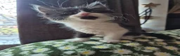 Mixed Breed cats for sale: Kittens Ready to Leave - Advert 3