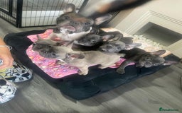 French Bulldog dogs for sale: French bulldog - Image 27