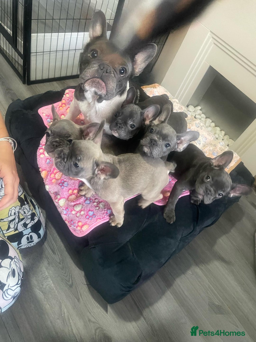 French Bulldog dogs for sale: French bulldog - Image 27