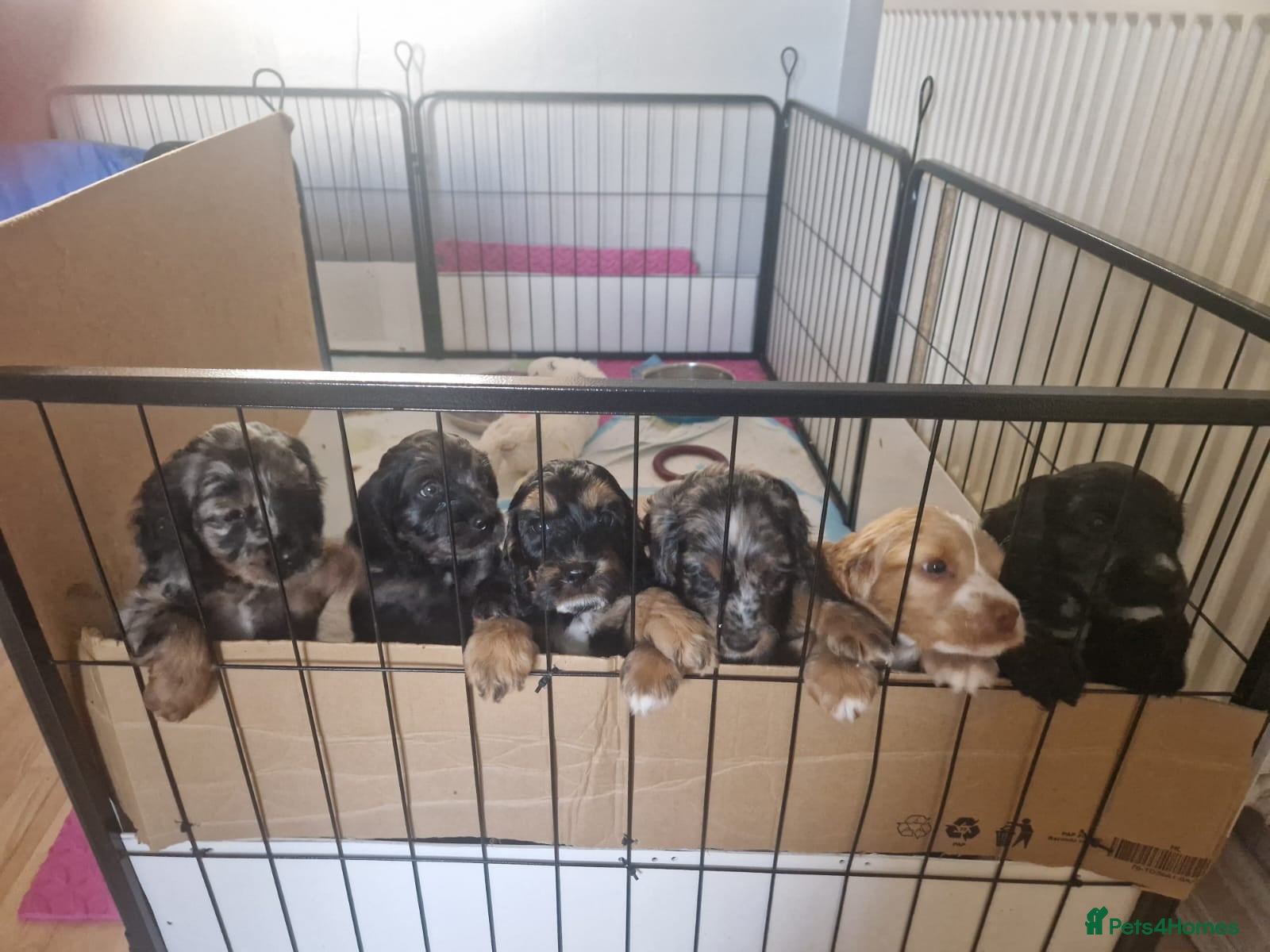 Cockapoo dogs cockapoo puppies F1 - Advert 2