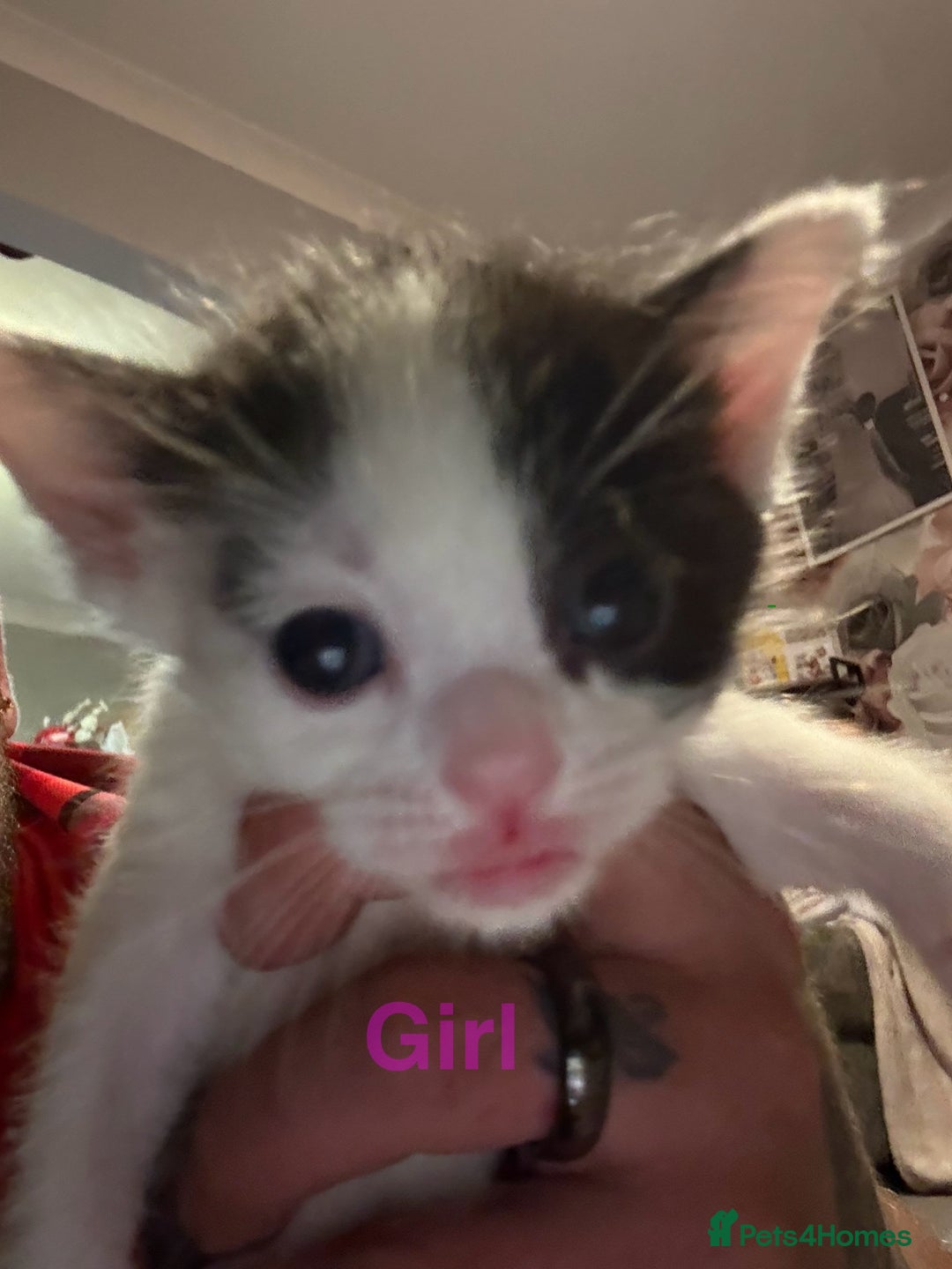 Mixed Breed cats for sale: 5 beautiful kittens - Image 8