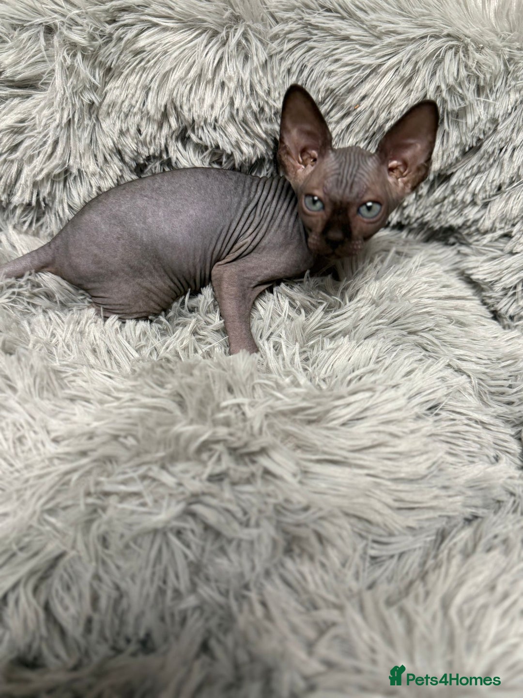 Sphynx cats for sale: TICA Reg Sphynx Kittens, Extensive Genetic Testing - Advert 14