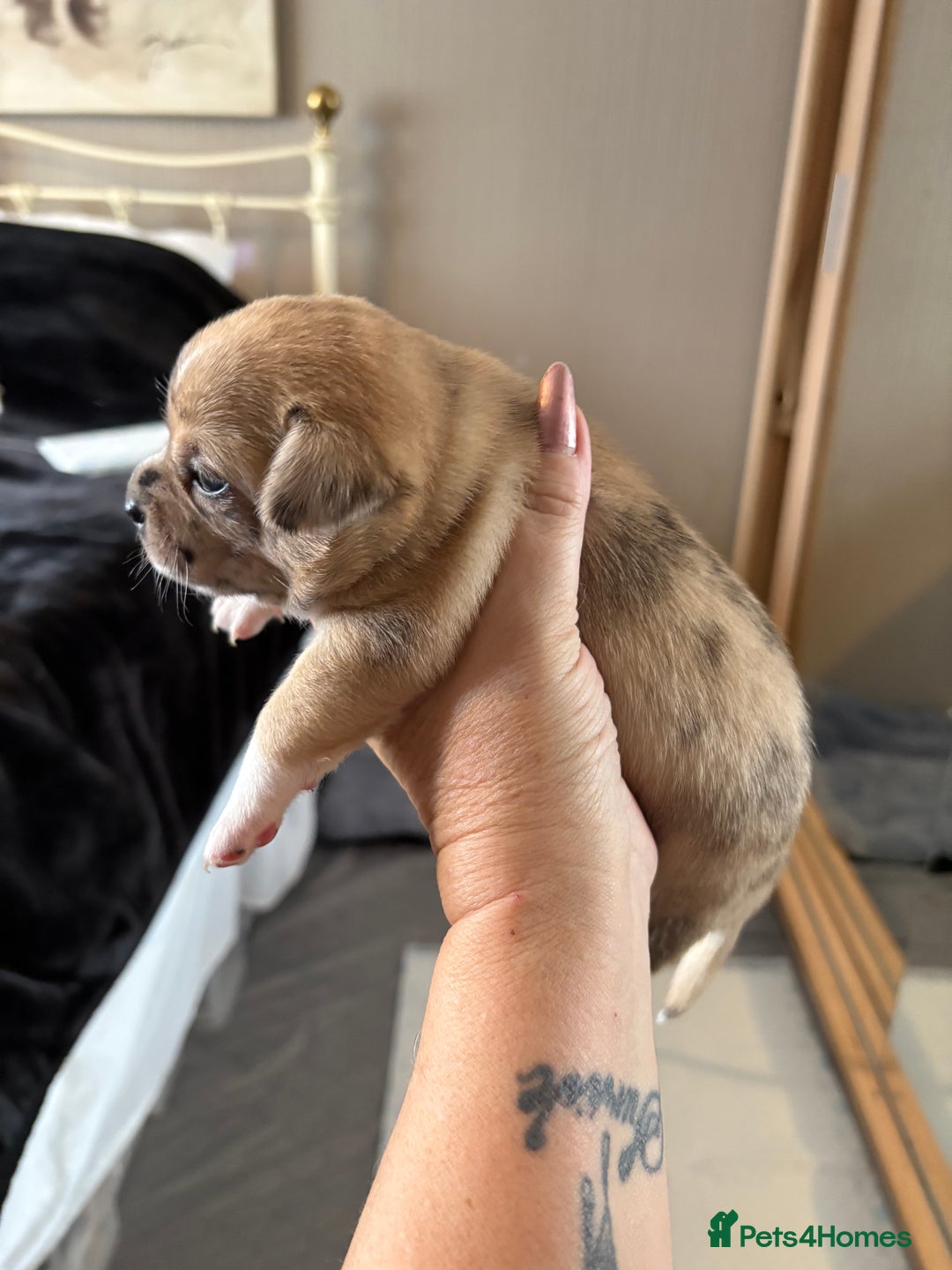 Chihuahua dogs for sale: Puppy’s  - Advert 20