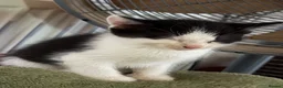 Mixed Breed cats for sale: Black and white male kittens  - Advert 8