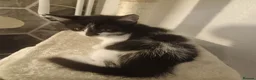 Mixed Breed cats for sale: Gorgeous kitten  - Advert 3