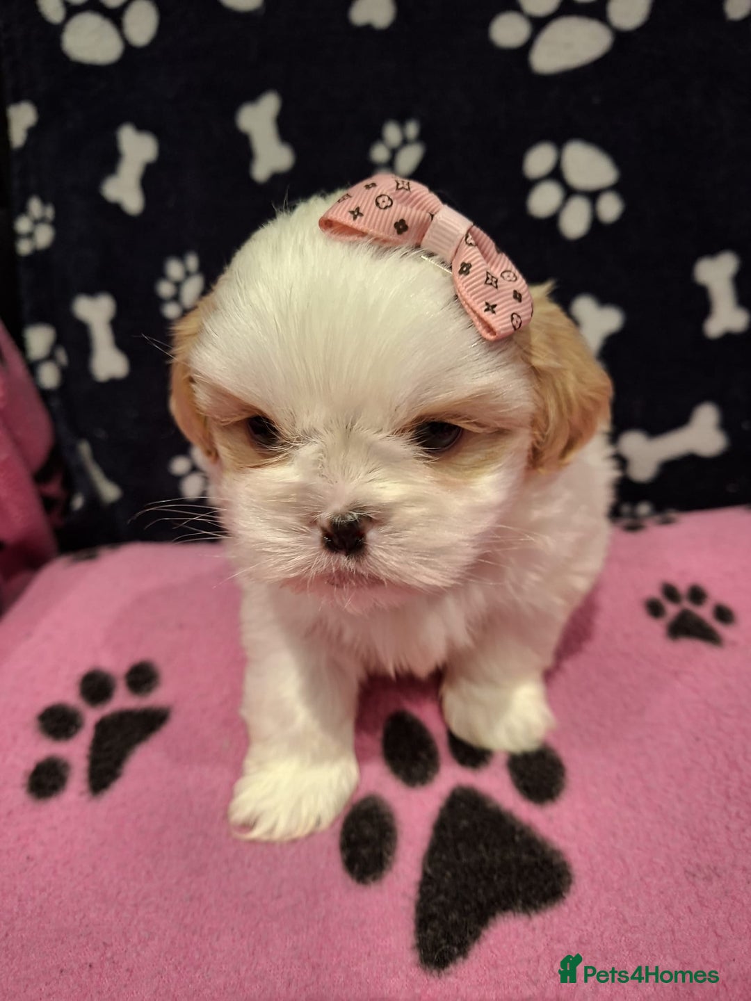 Shih Tzu dogs for sale: Shih tzu puppies ready to reserve - Advert 5