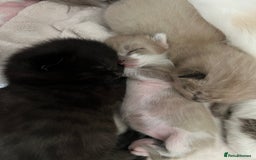 Ragdoll cats for sale: Ragdoll kittens £600-£1,000 - Image 4